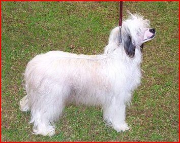 Pazazz China Inya Hands