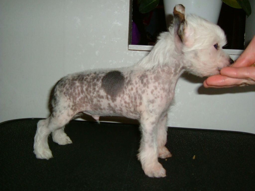 Chinetta's Chica Bum Rumba