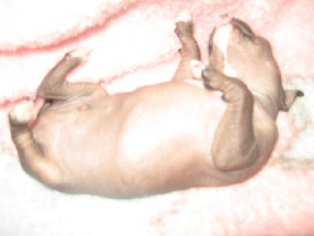 Hossa-Vija VooDoo Salve