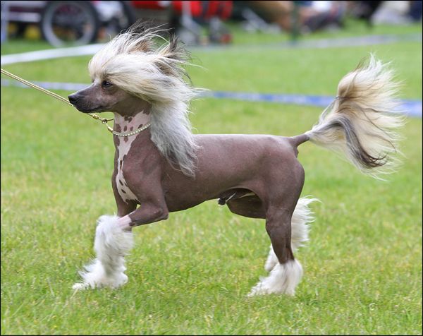 Solino's I'm Mr. Mikimoto