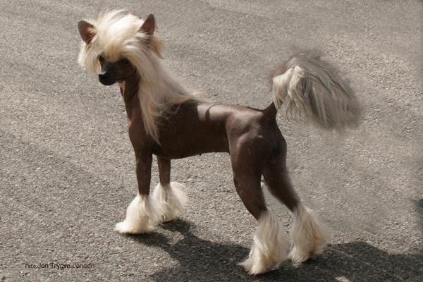 Solino's I'm Miss Bojangles