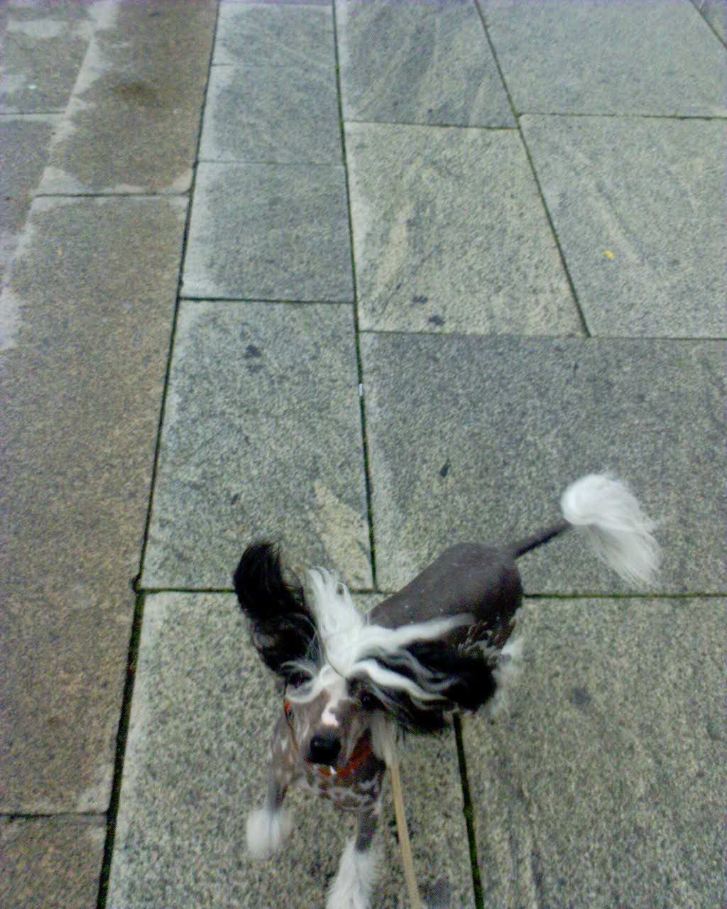 Sørås-sidens Virre