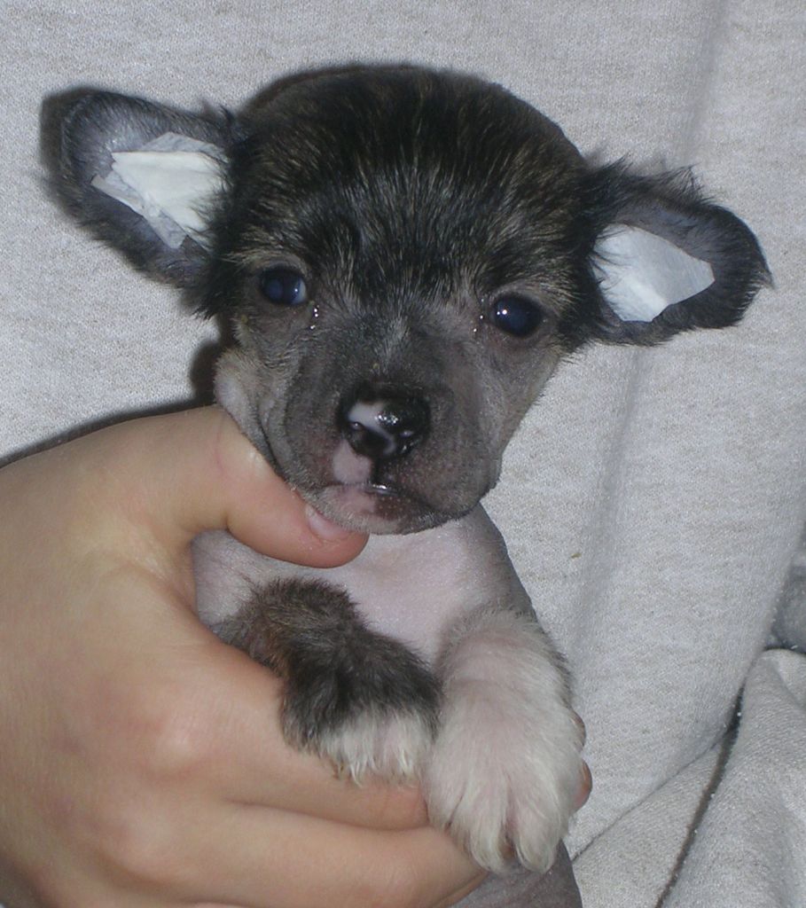 Crestnspots Amoregina