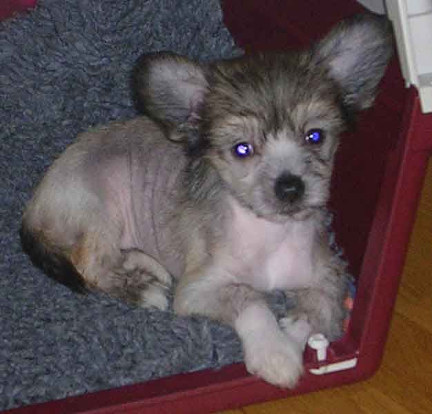 Crestnspots Acapellababy