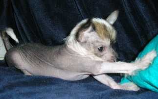 Trollmyren's Harald Blåtand