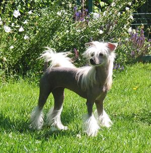 Estillinis Lady Love Evangeline