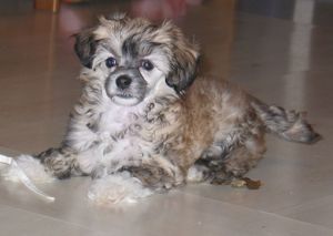 Estillinis Craving Love For Tesoro