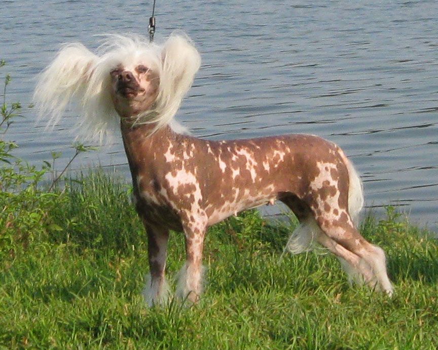 Zholesk Zhrica Olimpa