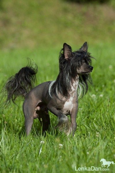 Gypsy King Garden Roses