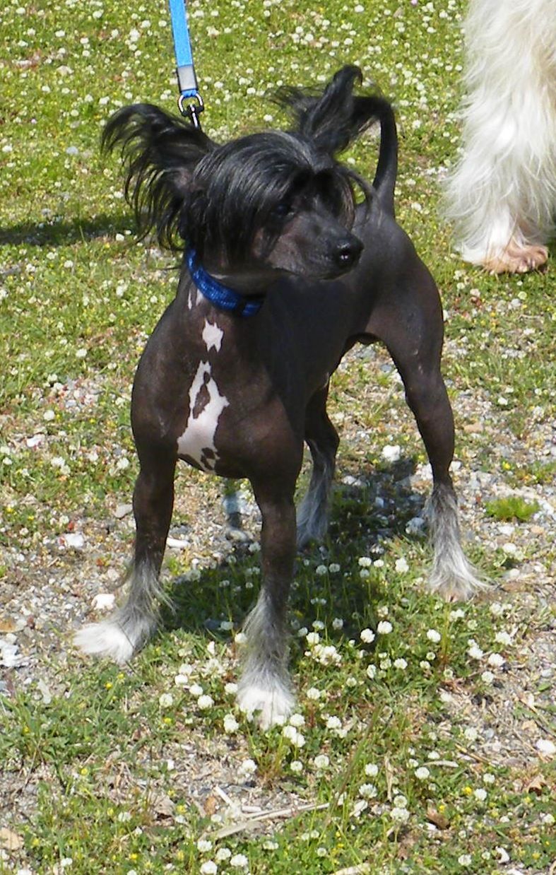 Gianluca Garden Roses