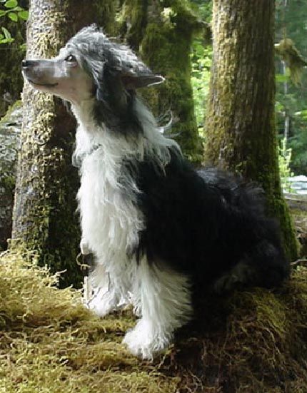 Castlecoves Simply Irresistible