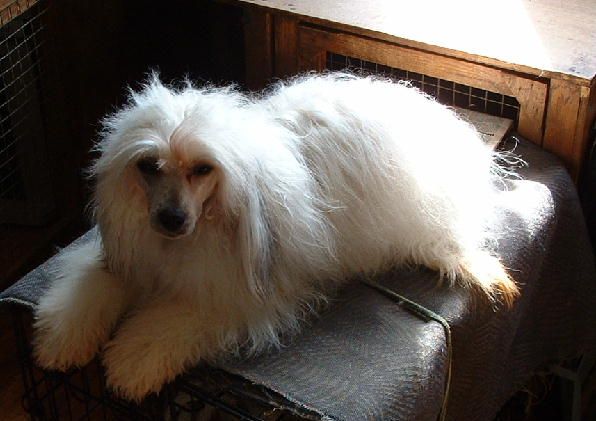 Jhanchi Fooling Arround