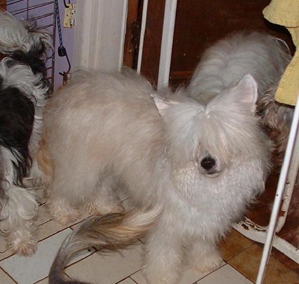   Jhanchi The Days Of Our Lives