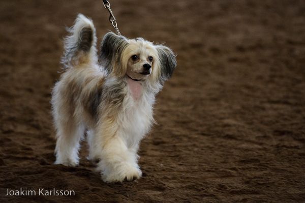 Marachinos Korona Croft