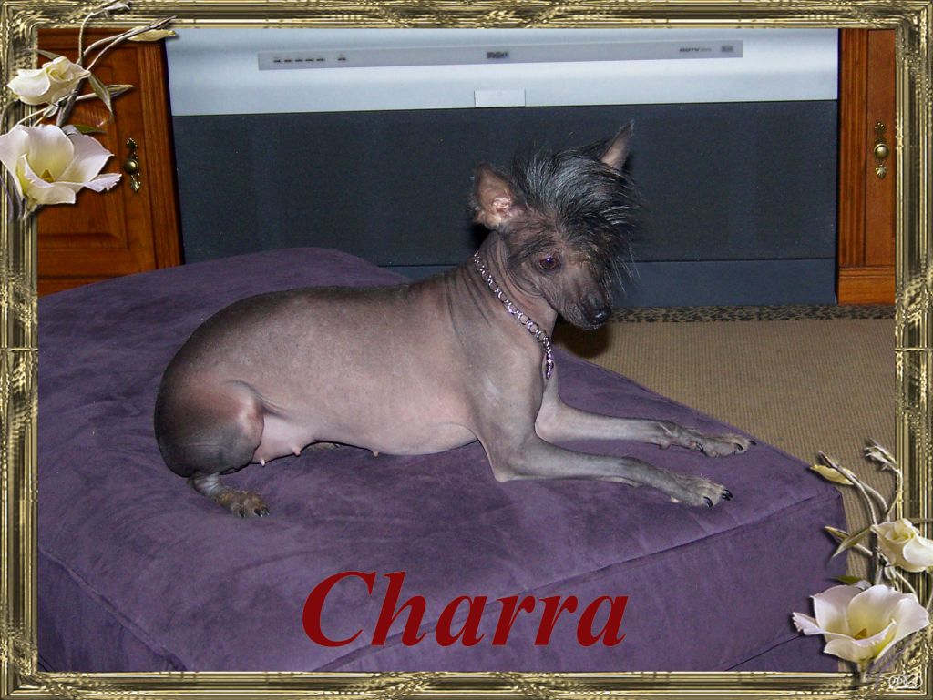 Baldparks Back In Black