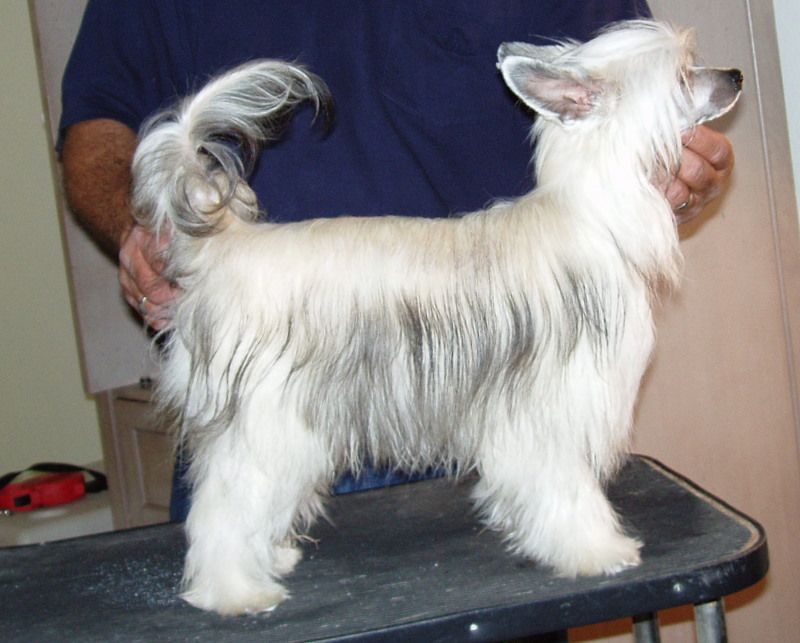 Krishna Miklin Scandalous Ellie