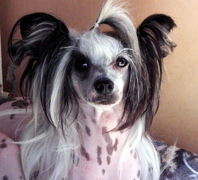 Liddyleaze Lady President 