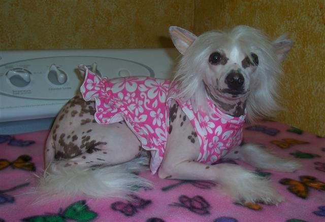 Praygein Darling Luv Pink Bianca 