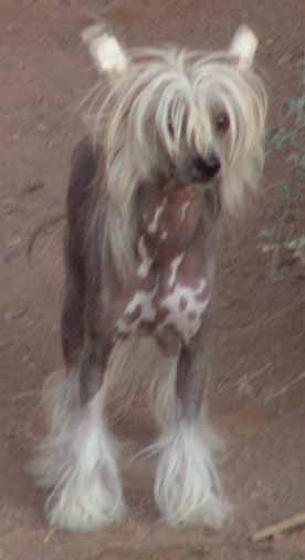 Bayshore's Jimmy Jammer