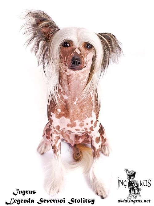 Ingrus Legenda Severnoy Stolitsy