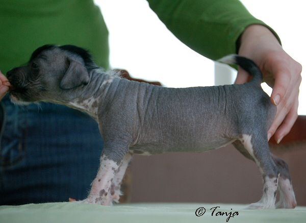 Meadowwood's Brisk Afrodite
