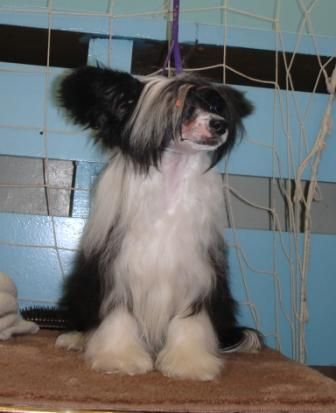 Snou Mirekl Jenevieva Black Queen