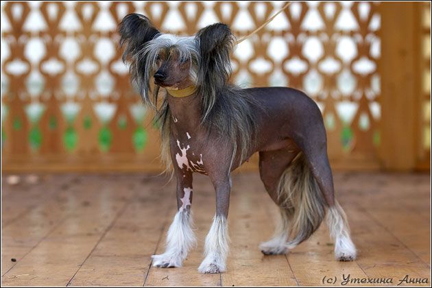 Deviza Krasa iz Jablonevogo Sada