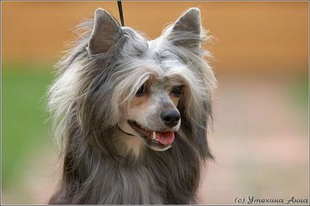 Dogland Happy Venesuella