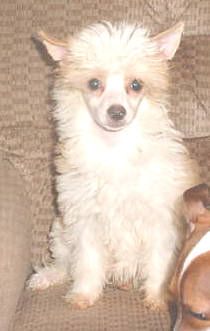 S R Cappacino At Nonie's