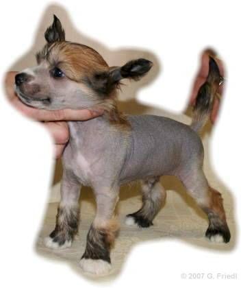 Family Song's Allegro