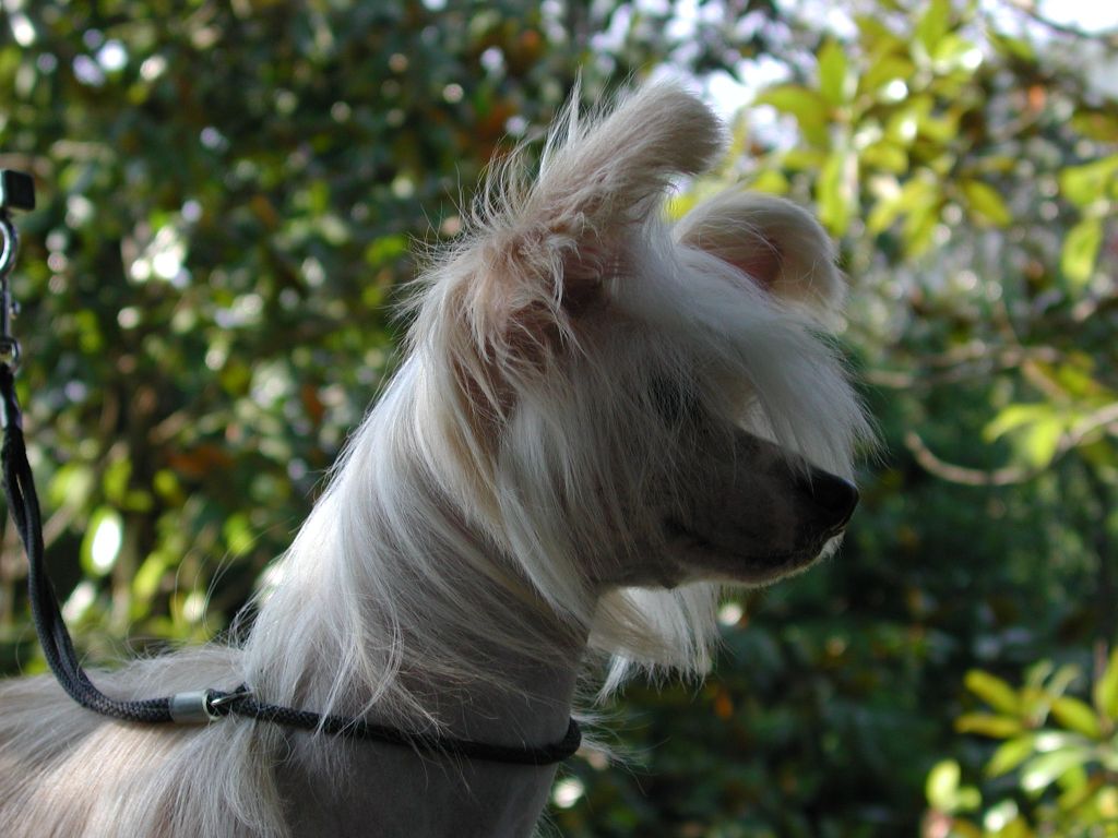 Family Song's Ajestria