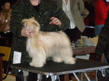 Family Song's Airy Ancietta 