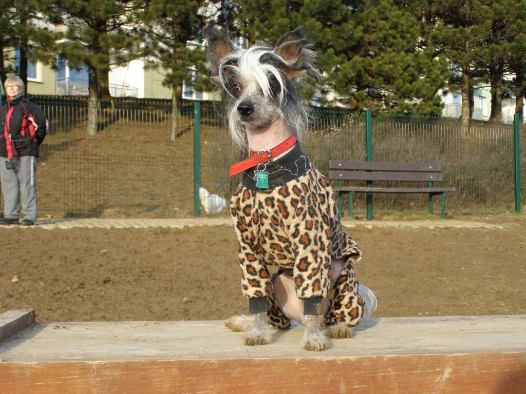 Chatan Taijan Mahtob