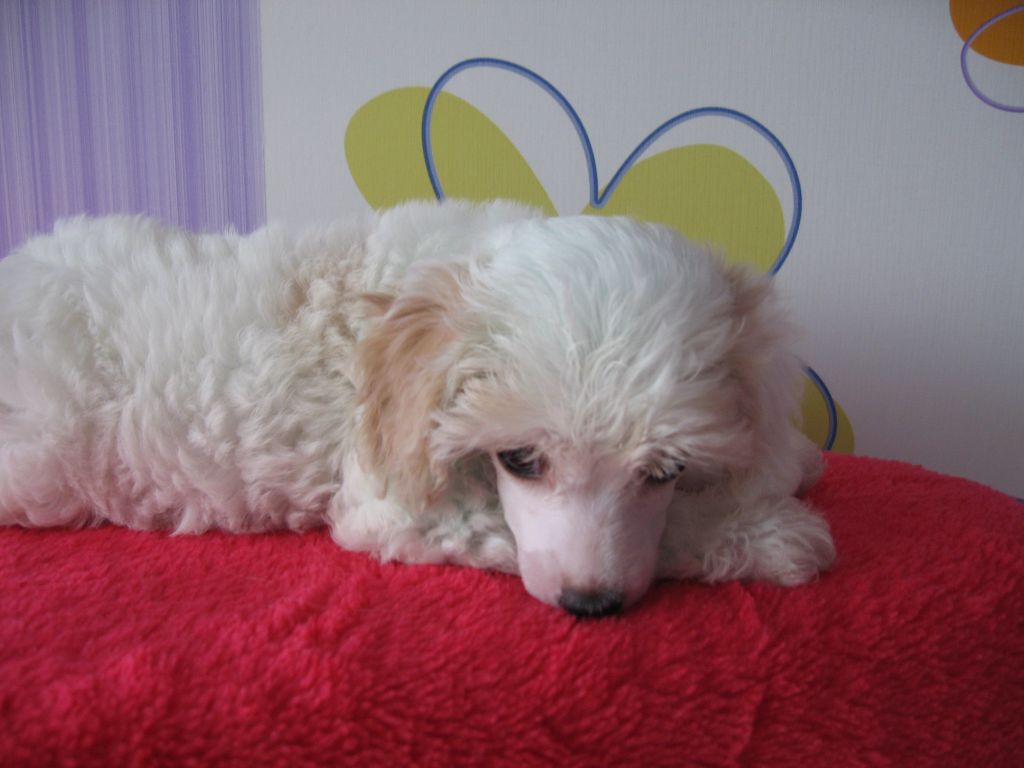 Tardaff Bella Aleksandrina