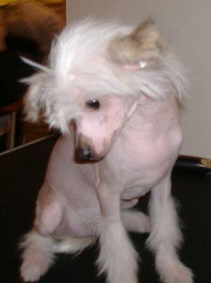 Cedar Frost Giorgio Armani