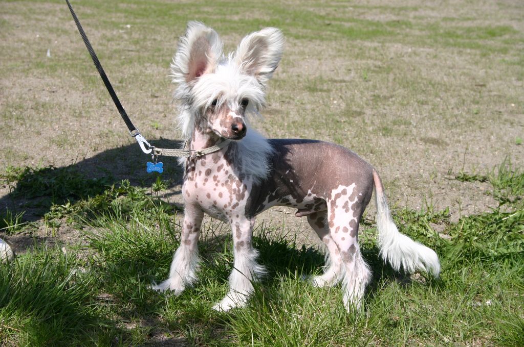 Zhannel's Cuba Libre