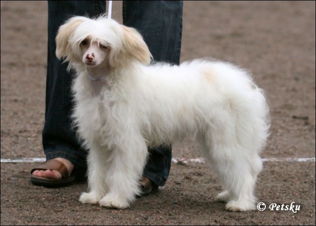 Zhannel's Creme de Menthe