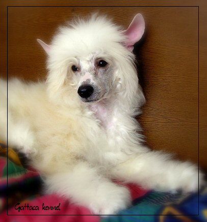 Apricot Bohito Gattaca