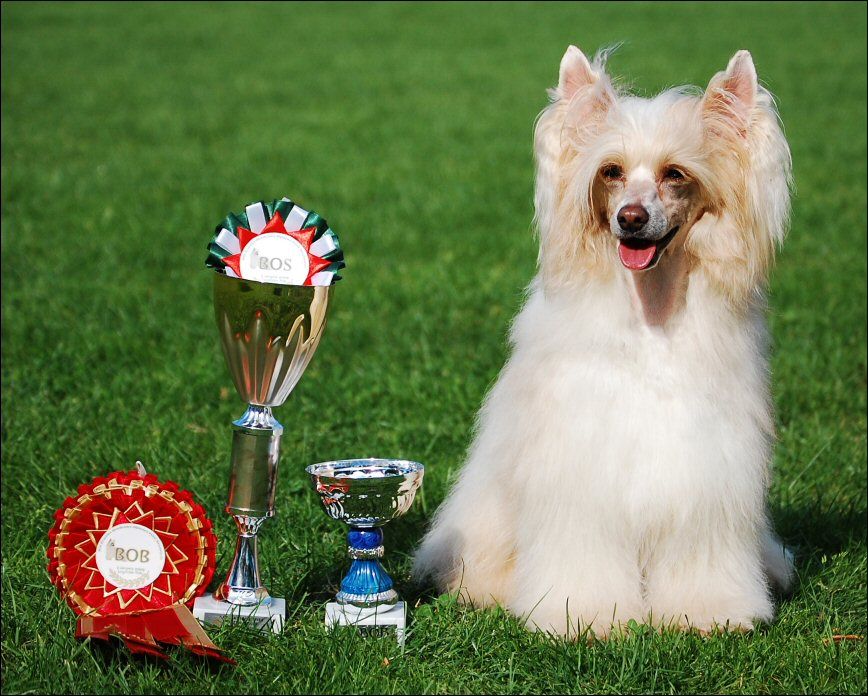 Aprilia Pearl Gattaca