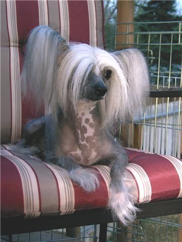 D'Nude's Fate Stepped In