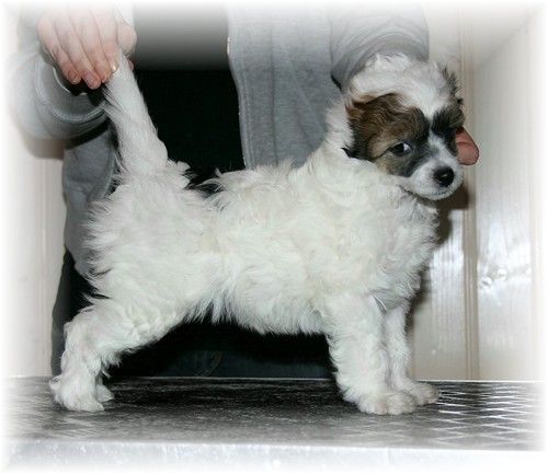 Rimabra's Talent Show