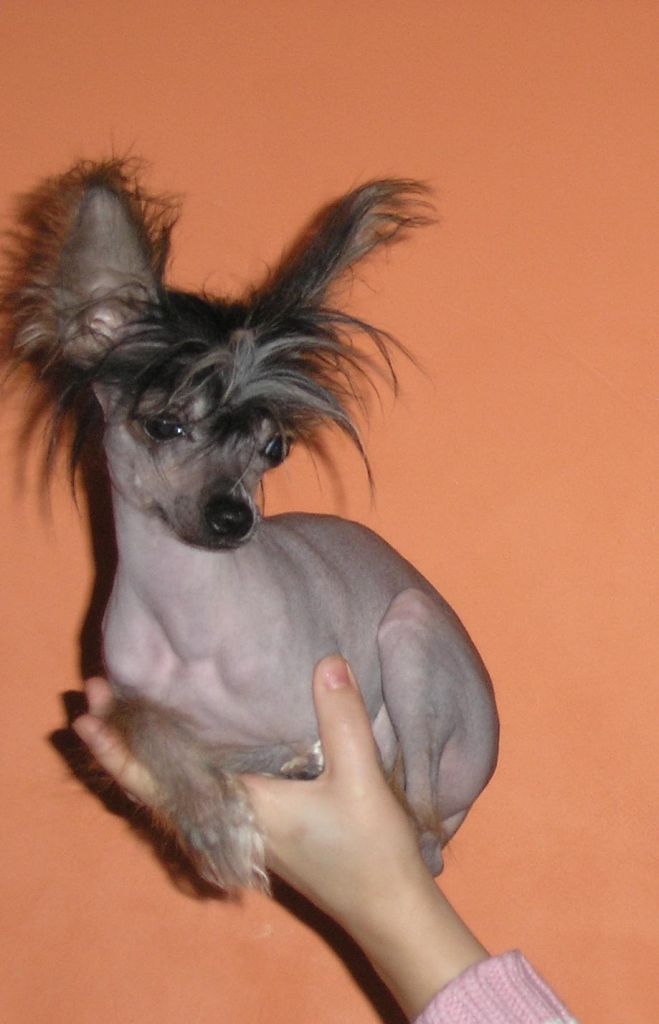 Melex Oplawieckie Czary