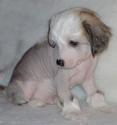 Miors's Gambado Dancer