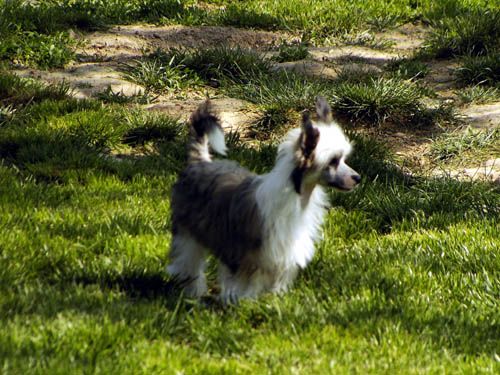 Oriental Jokes Cassandra