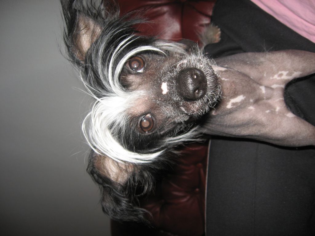 Juicys-Goldmember Girl