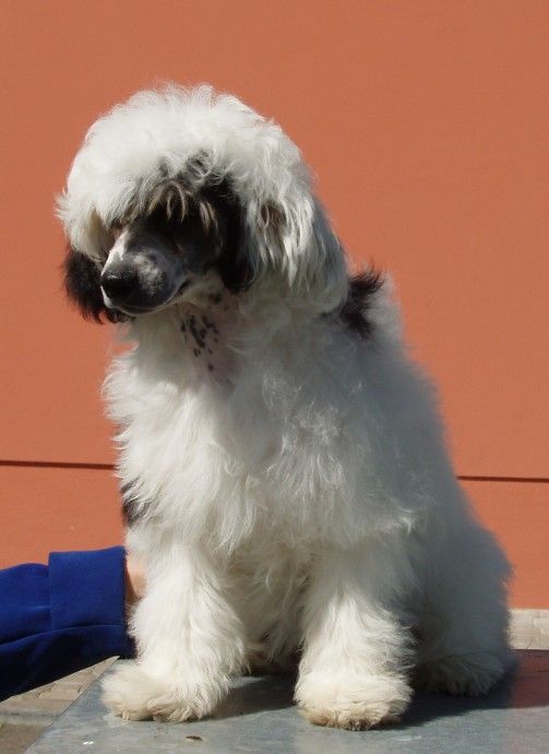 Julia Jamile Avokaduh