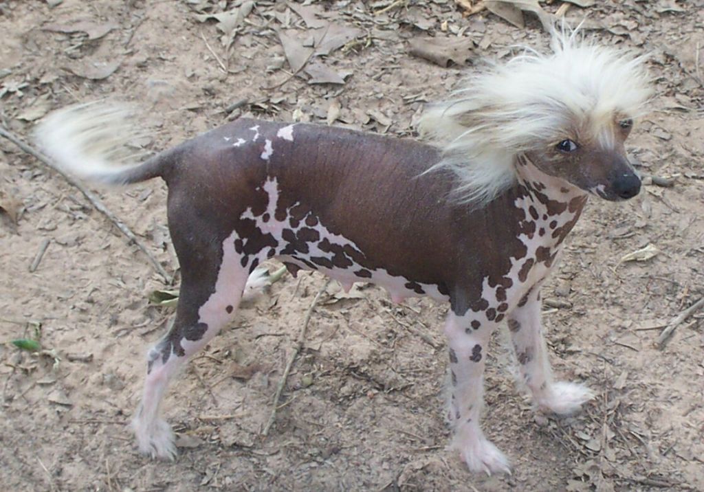 Mosaic Miss Patches HL