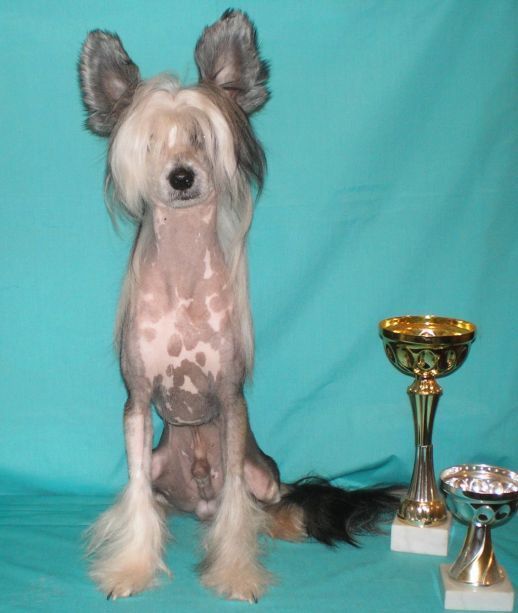 Volshebnaja Loshadka Royal Dream