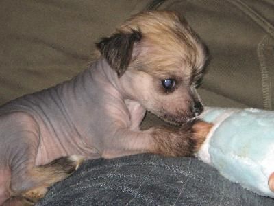 Fancycrest's Daisy-Jo