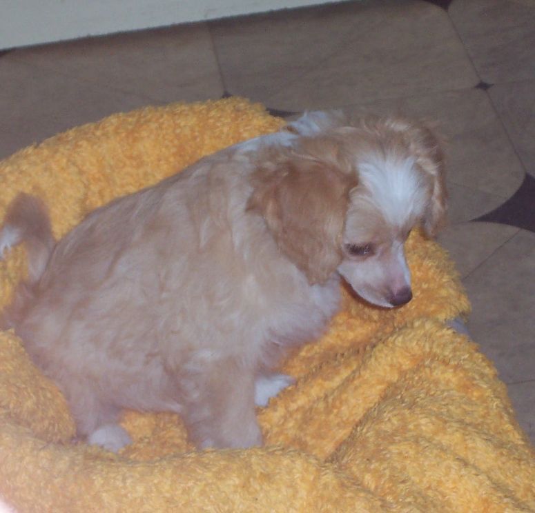 Lovely Swan Gavany's Bohemia